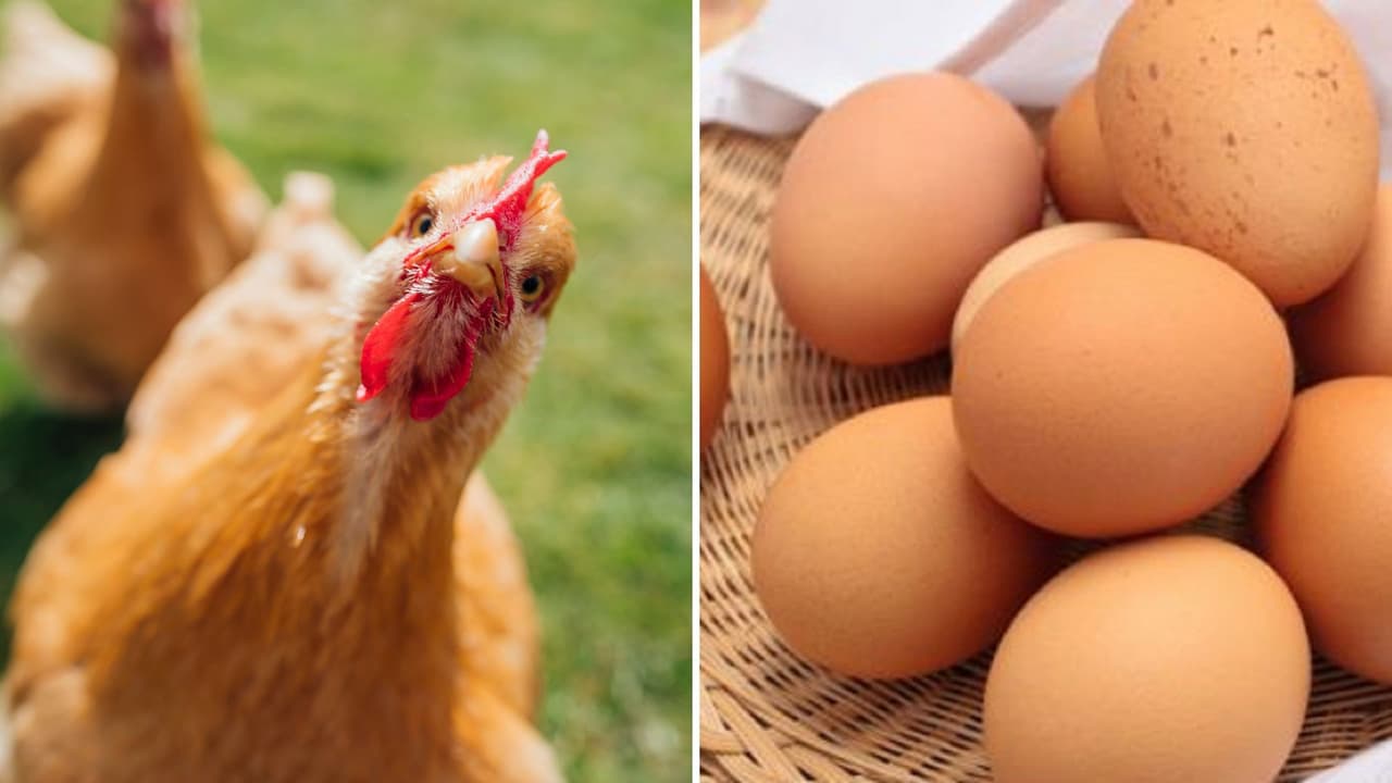 Ante la escasez de huevos que se vive en el país, muchas familias están optando por tener sus propias gallinas ponedoras.