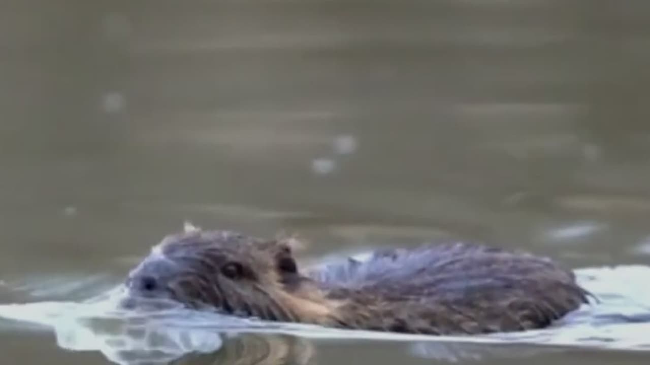 Video viral: Castor rabioso ataca a niño en parque de Nueva Jersey