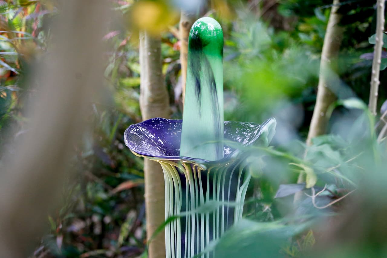 Cuando lo hace, el hedor a carne podrida atrae a insectos que polinizan las flores que en su interior.
<br>