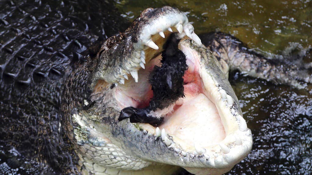 Consiguen restos humanos en el estómago de un cocodrilo y creen que se trata de un pescador desaparecido