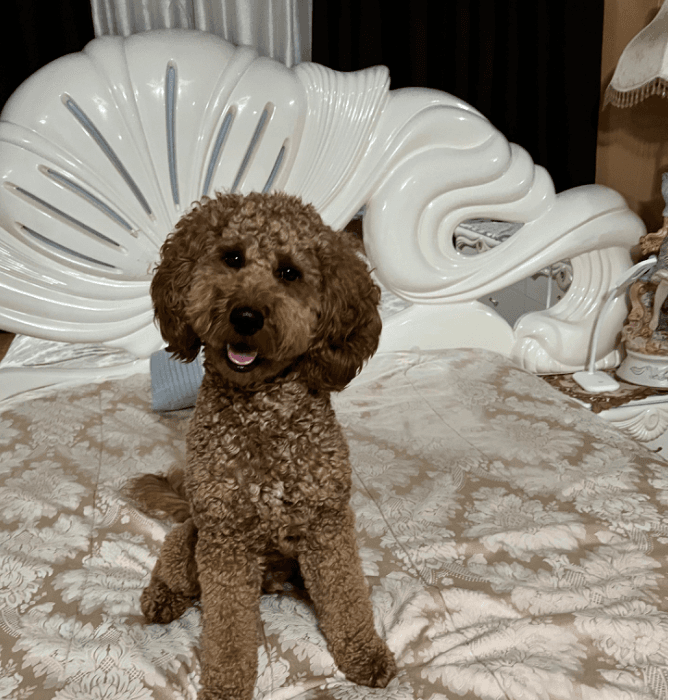 Romeo celebró este 10 de julio su cumpleaños #2.