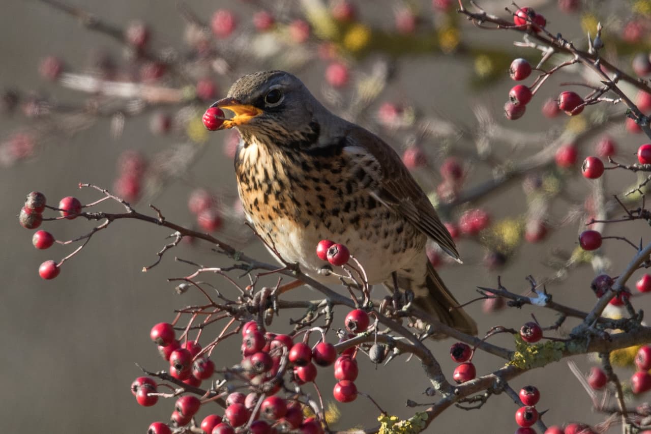 La familia de los túrdidos son algunos de los pájaros más propensos a embriagarse por la ingesta de moras fermentadas.