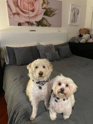 Benji y Teddy son los consentidos en la casa de NJ Amez.