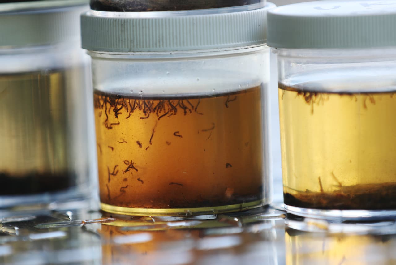 Los inspectores del departamento de control de mosquitos de los Cayos de Florida han encontrado recipientes que contienen larvas de mosquito.