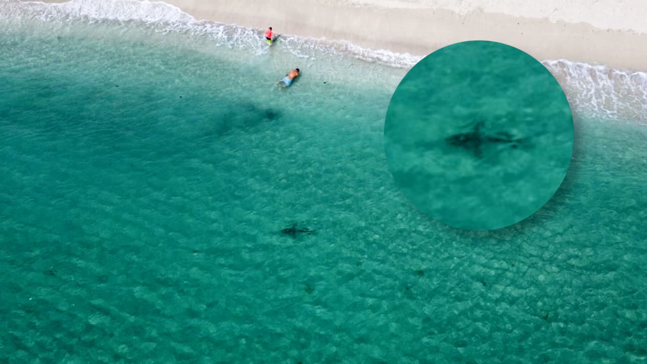 Bomberos de Miami-Dade divulgan imágenes de tiburones nadando muy cerca de la orilla en playas del condado