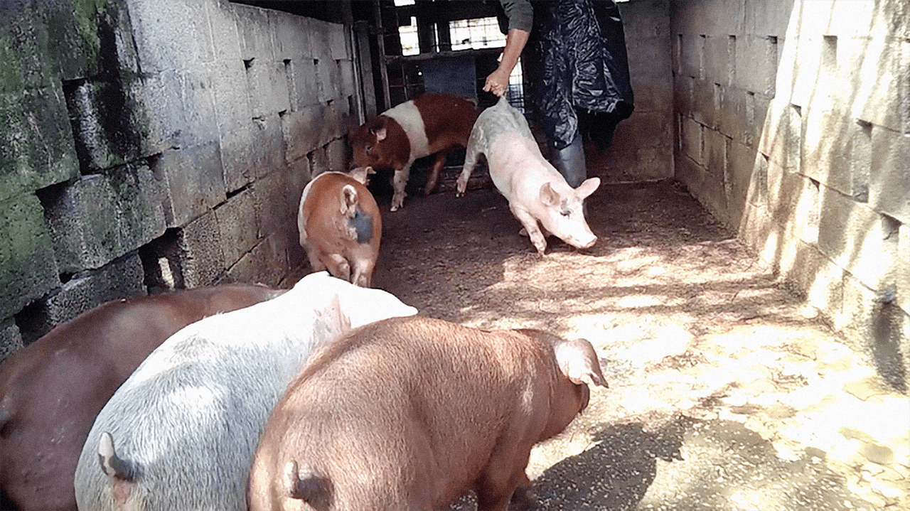 Otra denuncia muestra que los patos y las aves son asesinados cortándose la garganta de manera incompleta y arrojados a un gran barril de plástico con otras aves. Las aves frenéticamente revolotean en charcos de sangre hasta que mueren.
<br>
