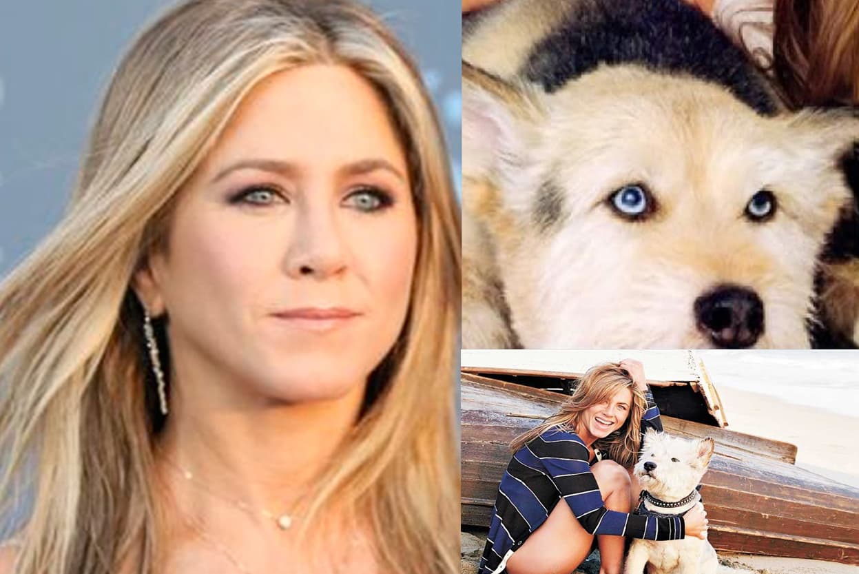 <b>Jennifer Aniston</b> hace seis años tenia a Norman un perro con el que convivió 15 años. Ambos tenían la misma expresión en sus ojos.