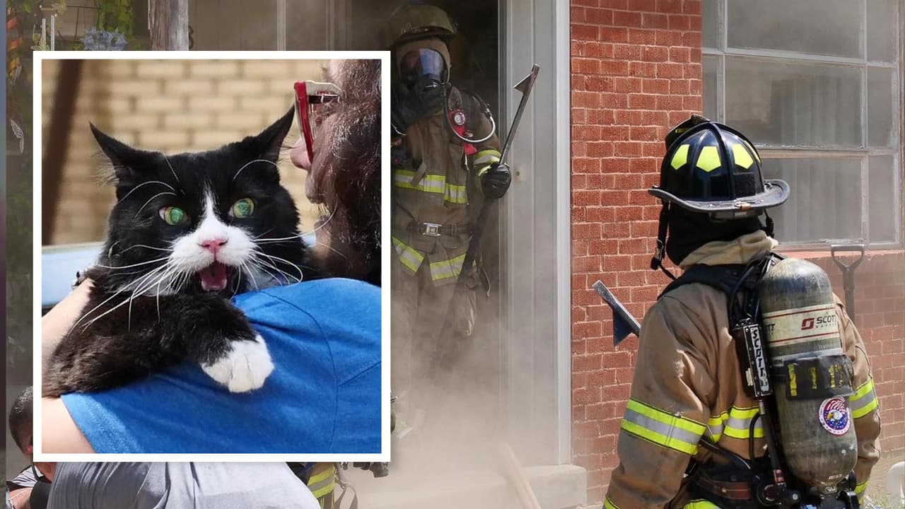 ¡Salven a Meadows! Bomberos rescatan entre las llamas a un curioso gato en Texas