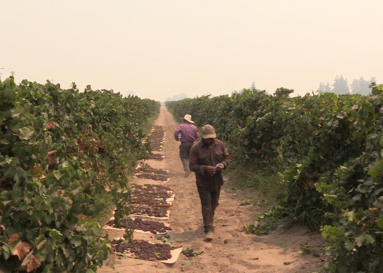 Con lluvia de cenizas y temperaturas por sobre los 100ºF, estos trabajadores continúan sin descanso