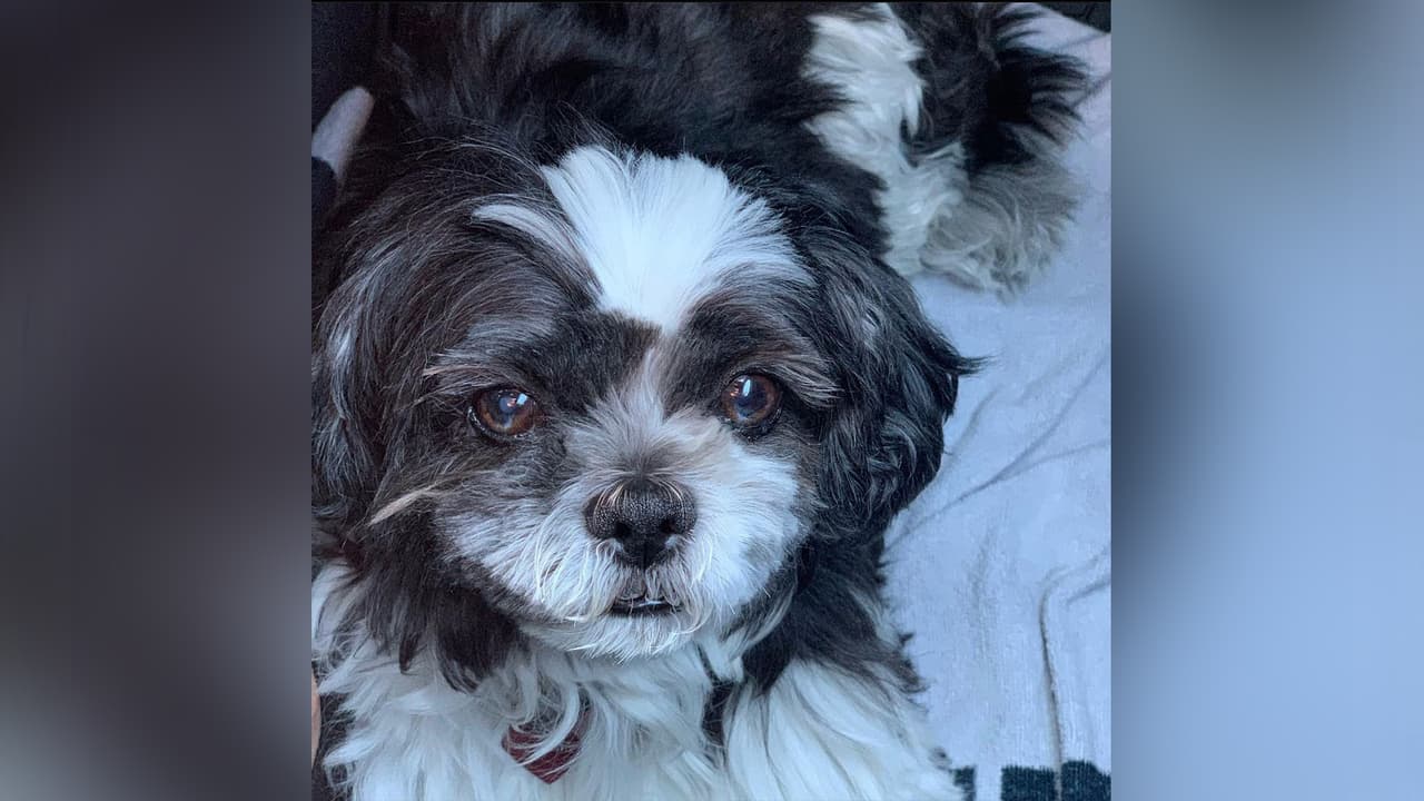 Bella, es la perrita de Marcela Pérez Barros