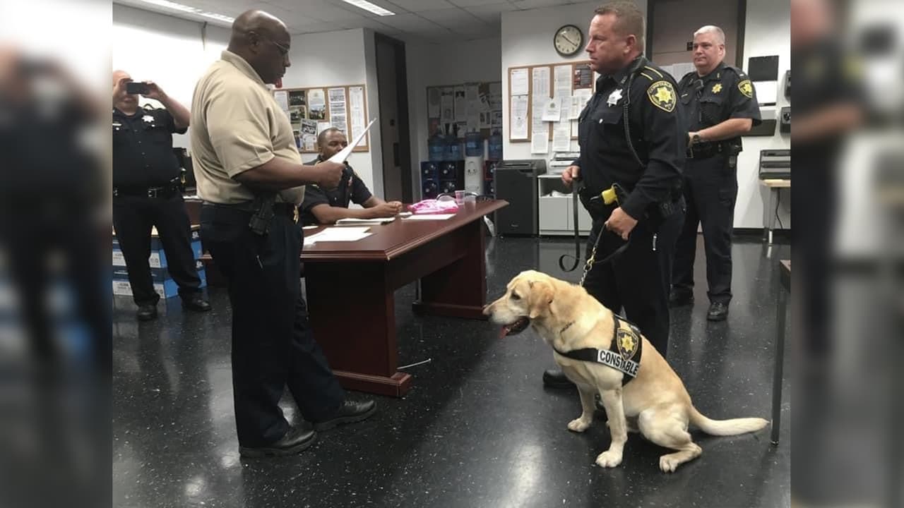 El perro policía Buzz se unió a las filas del Precinto 1 del condado Harris en 2011.