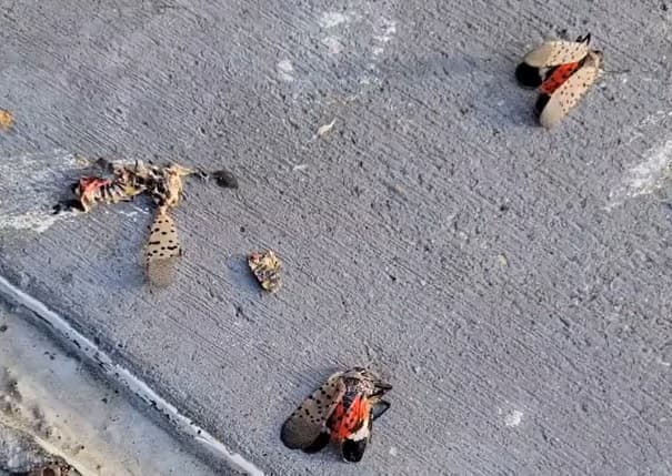 Plaga de mosca linterna moteada se extiende por Nueva York; costaría millones al Estado
