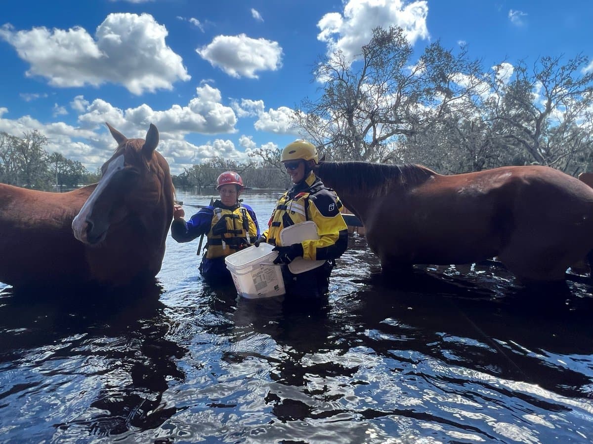 Entre los animales rescatados se encuentran caballos, cabras, cerdos, vacas y pollos.