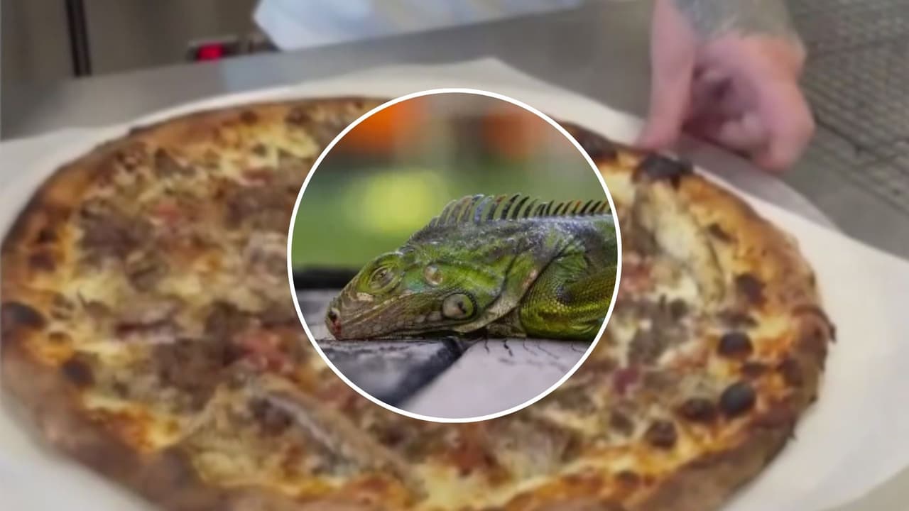 Pizza con iguana se vuelve viral en Florida: ¿llegará al menú de un restaurante?