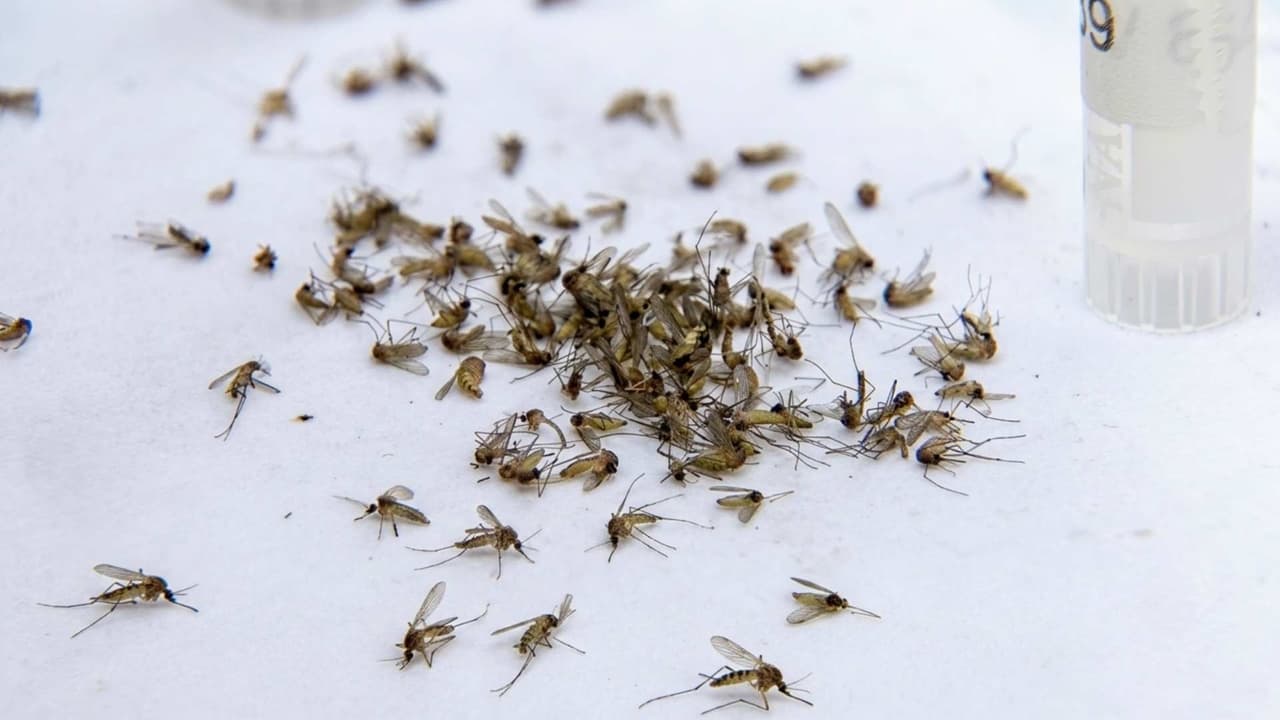 Fort Bend confirma primer caso humano de virus del Nilo Occidental en 2026: estos son los síntomas