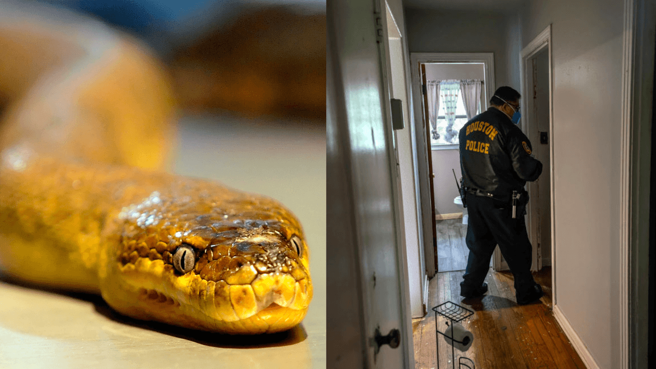 Hallan a una mujer asesinada y varias serpientes dentro de una pecera en un apartamento en Houston

