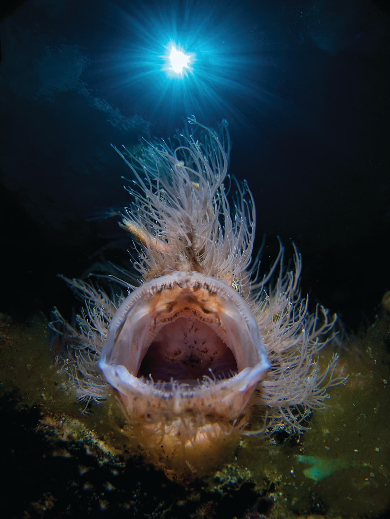 Un pez sapo peludo, fotografiado cerca de Lembeh, Indonesia. Para la edición 2020 del premio, la revista Scuba Diving evaluó 2,636 fotos, el número más alto jamás presentado en los 16 años de historia del concurso.
<br>