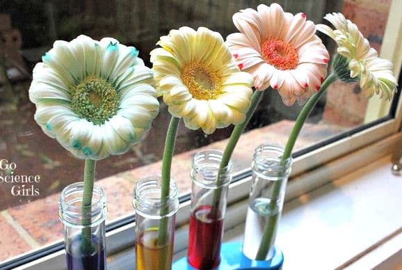 I’m not one to brag but I almost came fourth in a science fair with this genius little experiment. Of course, this was many years ago but the experiment still holds intrigue today. The best part about this one is you’ll have a lovely centerpiece when you are done. For Instructions visit http://gosciencegirls.com/colour-changing-flowers-science-experiment-kids/