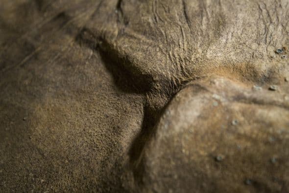 Mamut de la edad de hielo llegó a Londres