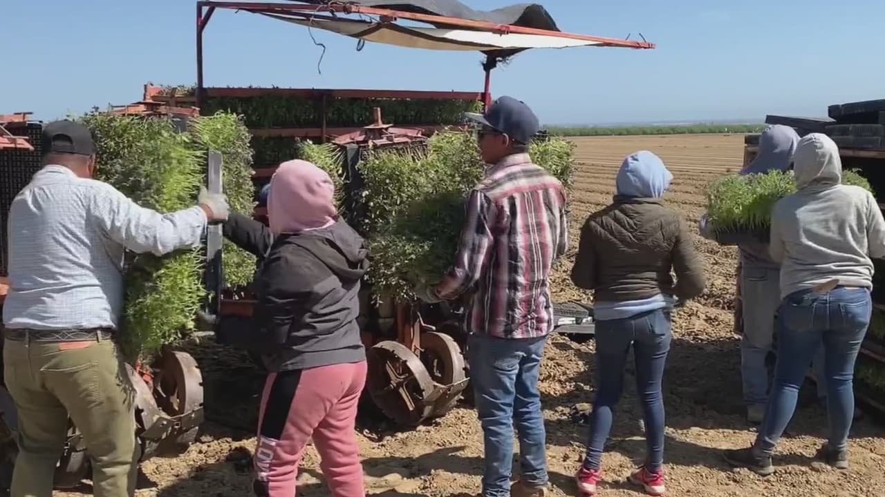 Como consecuencia de las fuertes lluvias, el precio de las frutas y verduras irá al alza: te explicamos