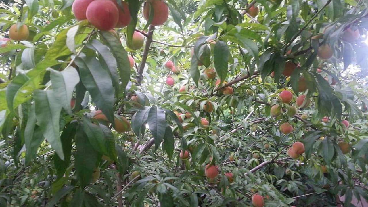 "Duraznos deliciosos".