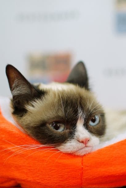 De acuerdo con 
<b><a href="https://www.nytimes.com/2019/05/17/business/media/grumpy-cat-dead.html?smid=fb-nytimes&smtyp=cur&fbclid=IwAR0ifuoWqWwxZdCEJ-ck-4wEtv2lwcbXKEsDqhZexBgGcM8vX1C9Vrliy8M">The New York Times</a></b>, Grumpy Cat apareció en 900 artículos de su propia tienda oficial. Además, participó en comerciales de cereales y se convirtió en la embajadora de una marca de croquetas para gatos.