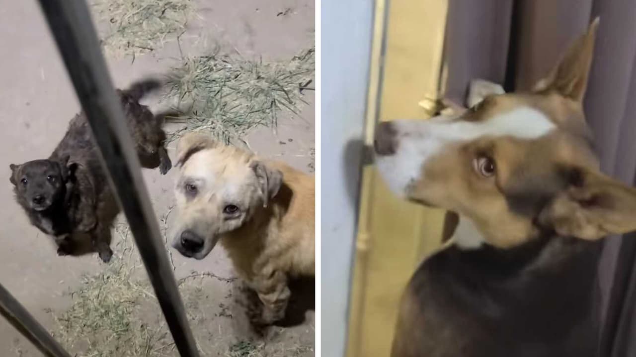 Perritos van a casa de su amigo a 'pedir permiso' para que salga a jugar: así respondió dueño