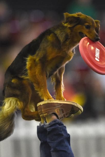 Sólo hay que mirar a este concentrado amigo en su presentación, para notar su grado de compromiso.