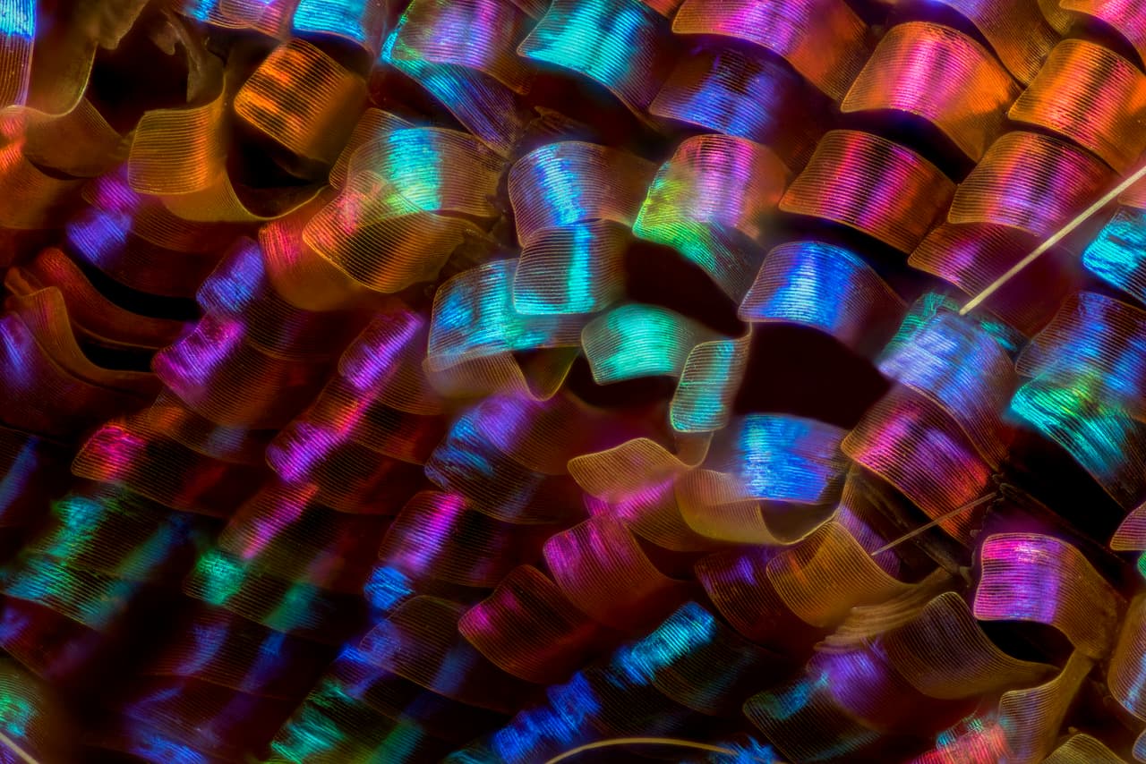 <b>Textura del ala de una mariposa. 20x de magnificación (2000% más grande que su tamaño normal)</b>. Buenos aires, Argentina. 12vo lugar del concurso.