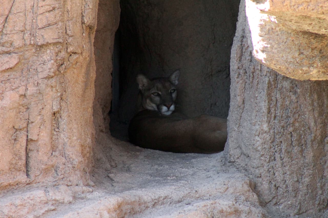 El Puma descansa y se cubre del intenso calor del desierto.