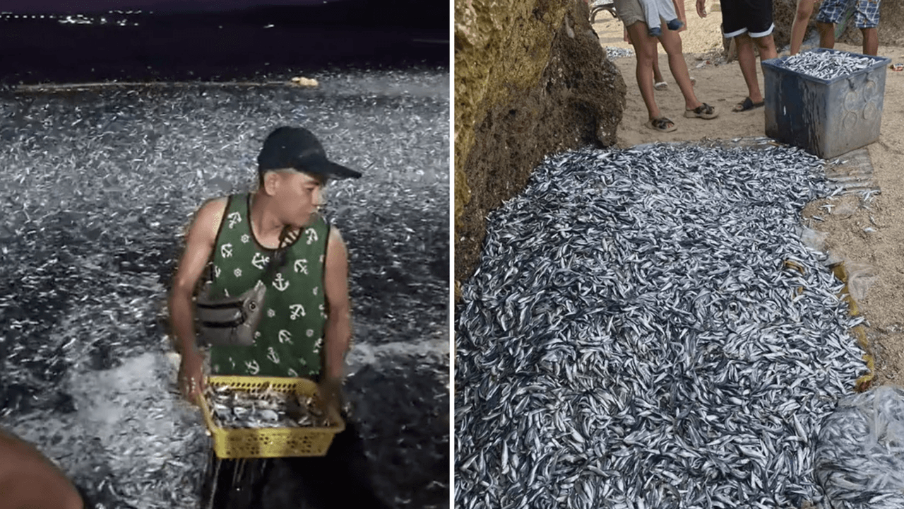 Captan a miles de peces ‘huyendo’ del mar y videos desatan alocadas teorías: ¿fin del mundo o “bendición”?