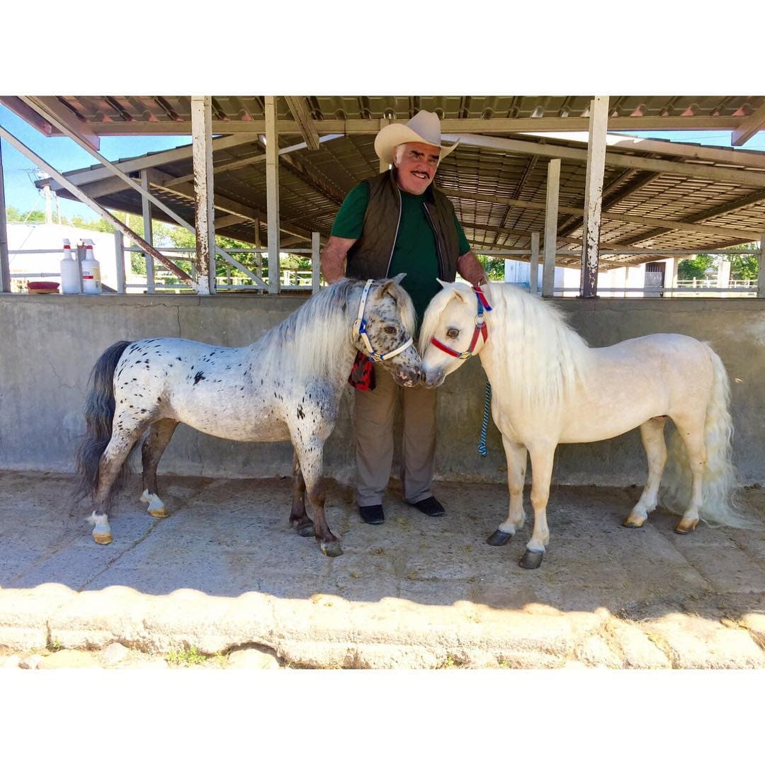 Claro que en los últimos años, los caballos miniatura supieron robarse su corazón y se convirtieron en su obsesión.