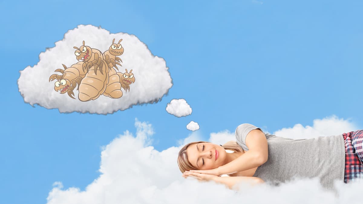 ¿Has soñado con piojos? Ya sea que tú los tengas o alguien más, te contamos qué suelen significar estos sueños curiosos.