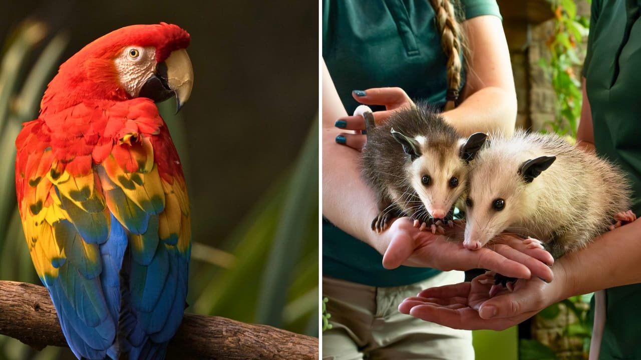 <h3 class="cms-H3-H3">Disfraces: sí, pero con reglas</h3> Los disfraces son parte esencial del ambiente, pero 
<b>el zoológico pide mantener rostros visibles para mayores de 13 años</b>. Es decir, 
<b>nada de máscaras completas ni maquillaje que impida identificarte.</b> Tampoco se permiten accesorios punzantes o que puedan asustar a los animales. 
<br>La idea es sencilla: 
<b>que todos se diviertan, se vean y se reconozcan.</b>