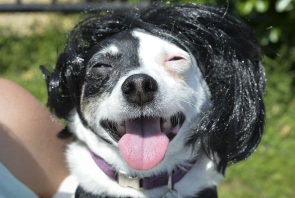 Decenas de perritos se disfrazaron y personificaron en tradicionales vestimentas para festejar el 5 de Mayo.