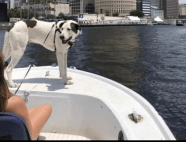 En fotos y videos, "Apollo" parece estar viviendo su mejor vida. Desde su adopción ha pasado sus días nadando, jugando con amigos, conduciendo carritos de golf y navegando.
<br>