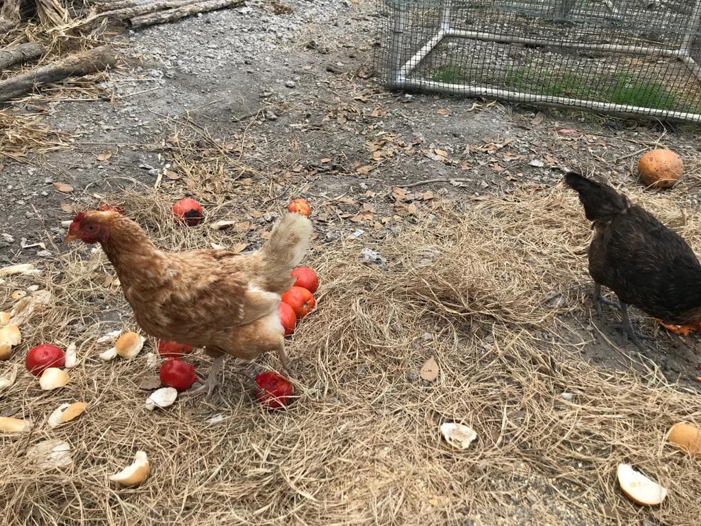 El pasado 8 de mayo Lisette López, quien vive de vender huevos y papaya, amaneció con solo cuatro aves en su gallinero, después que le robaron 120 gallinas de su granja.