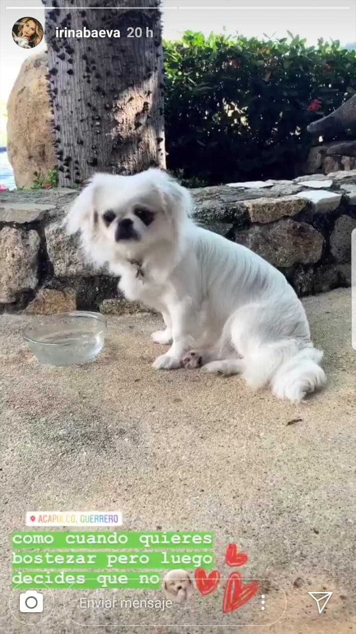 Hasta al pequeño Coco, mascota de Irina desde octubre de 2018, se le nota muy feliz.