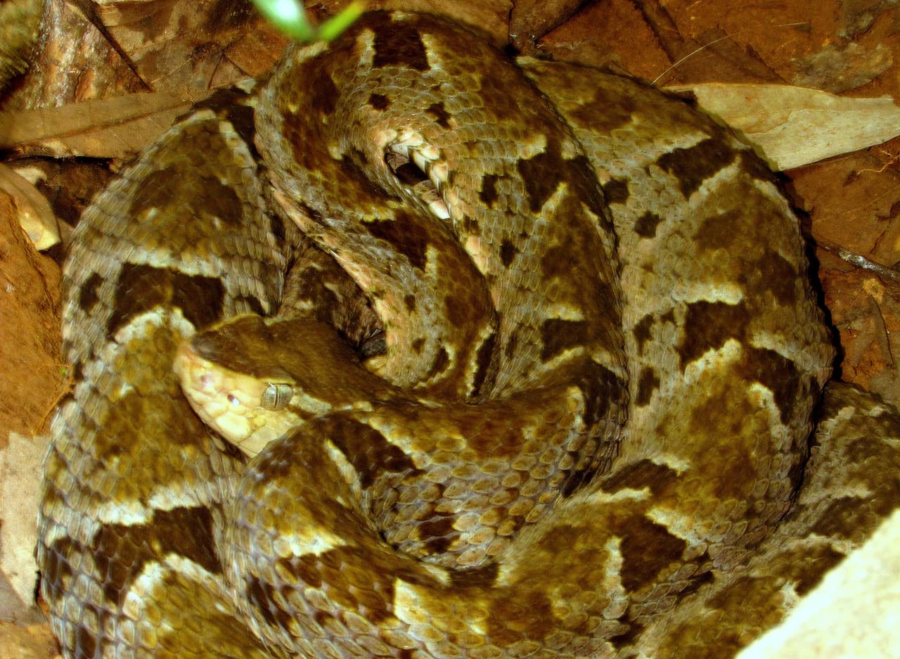 La terciopelo alcanza un tamaño de adulto que promedia entre 47 y 63 pulgadas (y un máximo de 90.5 pulgadas) y tiene hábitos nocturnos, por lo que puede pasar la mayor parte del día escondida entre las raíces de árboles. También es es amante de los lugares frescos por lo que gusta esconderse debajo de pisos o construcciones de casas.