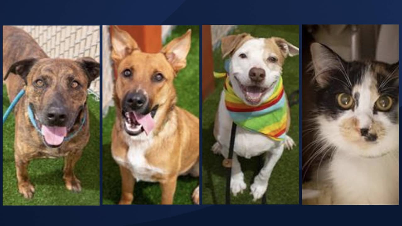 El Centro de Cuidado de Animales de Maricopa (MCACC, por sus siglas en inglés) organiza jornada gratuita de adopción porque están a su máxima capacidad ahora le hacen un llamado a la comunidad. 
<br>