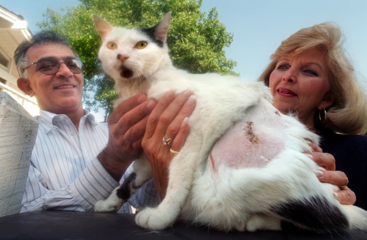 <b>15.</b> Cualquiera que alimente intencionalmente a los coyotes 
<b>está poniendo en riesgo de un ataque y heridas graves a los niños y mascotas</b> del vecindario completo. El gato en la foto sobrevivió al ataque de un coyote, pero muchos no lo logran.
