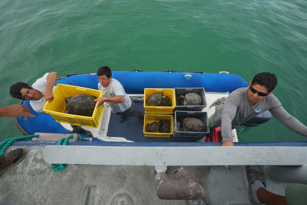 Guardabosques del Parque Nacional Galápagos descargan tortugas gigantes juveniles en la Isla Floreana después de transportarlas desde un centro de crianza en Santa Cruz como parte de un proyecto para reintroducir la tortuga gigante de Floreana a su isla nativa en las Islas Galápagos, Ecuador, el jueves 19 de febrero de 2026.