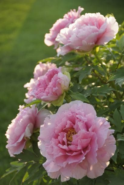 ¡Qué bien huele! ¿Quieres inundar tu jardín de color y un aroma delicioso, pero no sabes cómo?