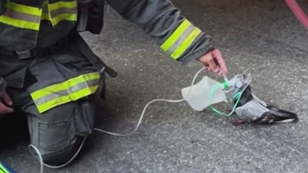 Un bombero le brinda oxígeno a una paloma para que pueda respirar mejor en California: Momento enternece en redes