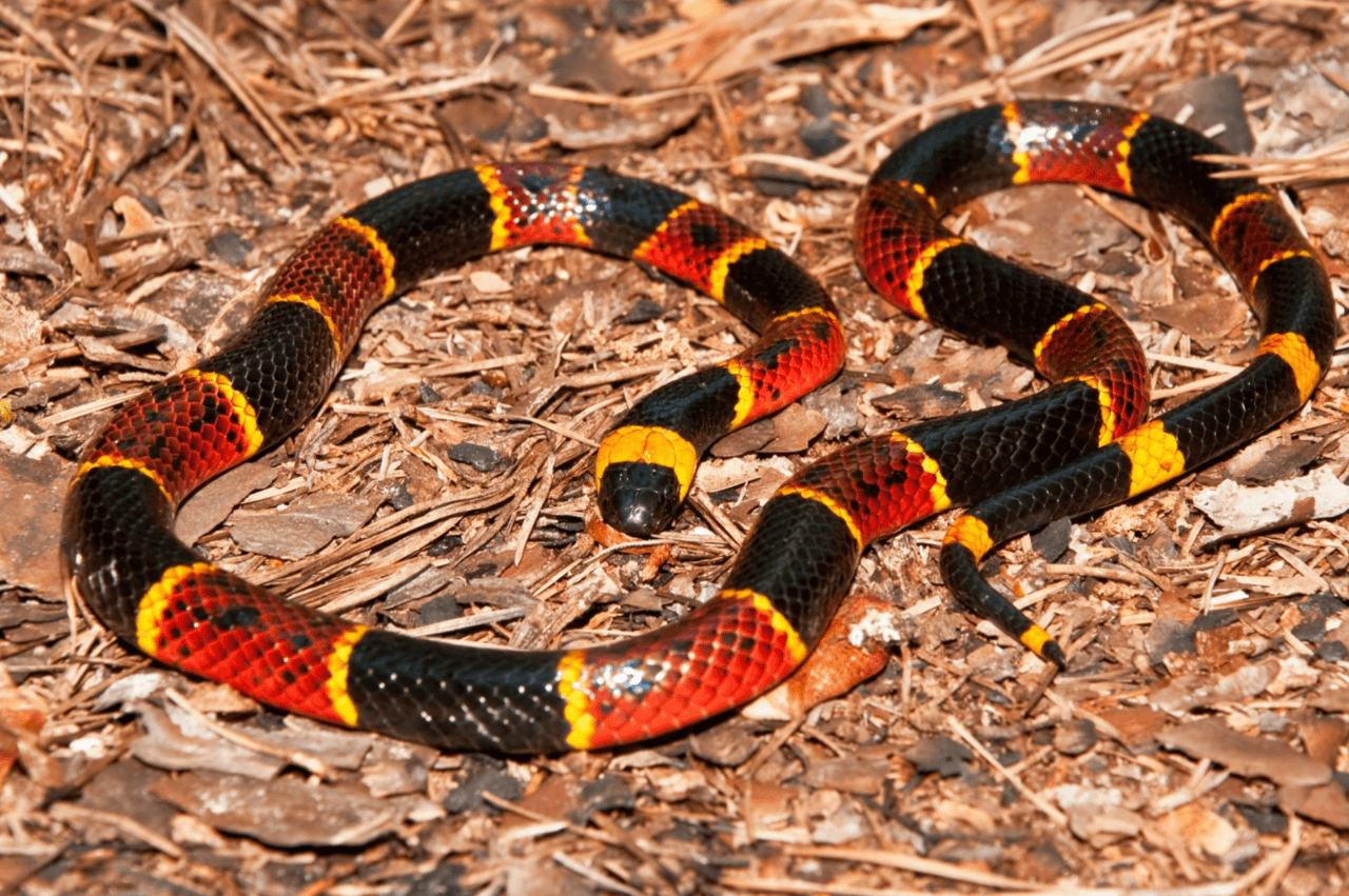 El Departamento de Parques y Vida Silvestre de Texas advierte que estas serpientes peligrosas pueden salir de su hábitat durante el verano. Aquí te explicamos cuáles son y cómo puedes identificarlas.