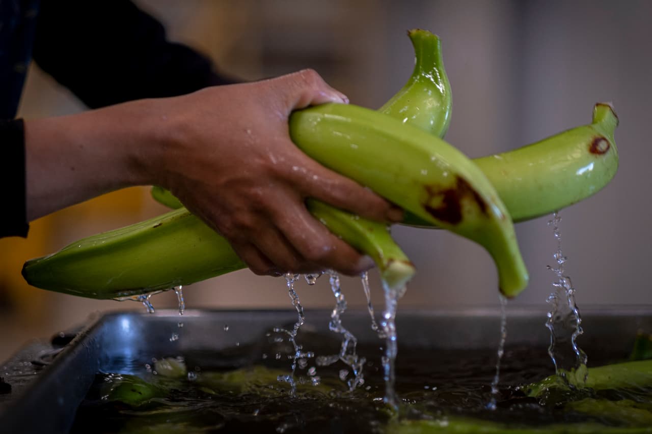 Un agricultor mexicano de Chiapas cosechó plátanos verdes para su distribución en el almacén de una plantación en Guánica.