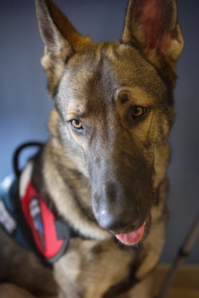 Otra de las excusas para los cachorros es que se encuentran en el periodo en que desean descubrir todo y el gusto es el sentido que usan para conocer las cosas que están a su alcance. Pero si tu mejor amigo ya no es un cachorro, debe tratarse de ansiedad pura. Y lo que nunca debes hacer es recurrir a usar la violencia contra él o a mantenerlo encerrado por horas.