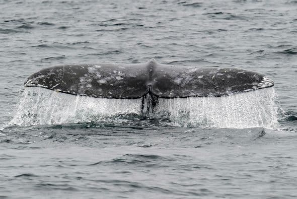 "Colombia tiene una posición de aprovechamiento no letal del recurso ballenero" y participa como observador en el Encuentro Latinoamericano de Conservación de Cetáceos, con el que "comparte su posición conservacionista y hace parte de la estrategia regional para la conservación de la ballena jorobada del pacífico sudeste", dijo la cancillería en un documento divulgado el jueves en un correo electrónico.