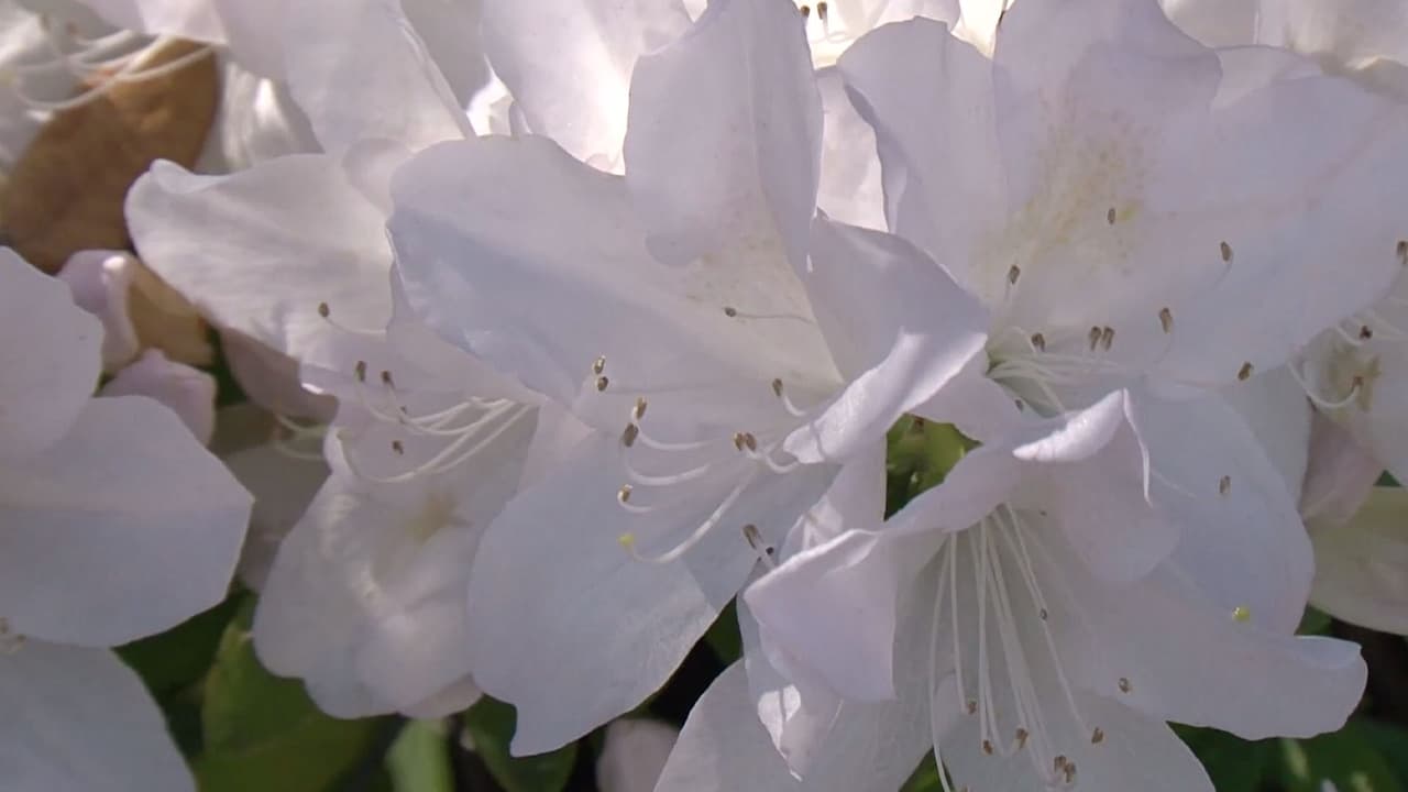 Y los jardines de Bayou Bend.