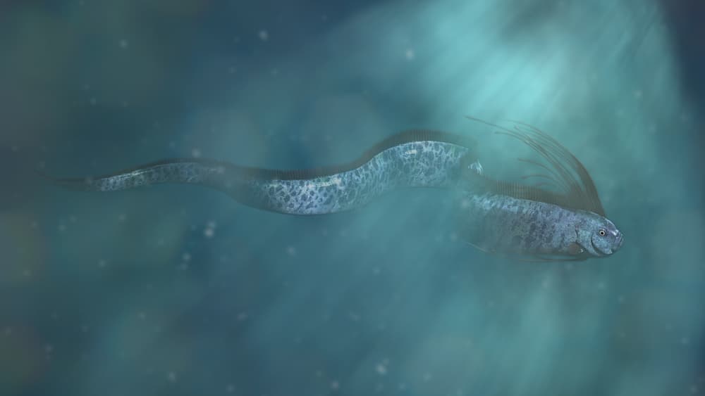 De cualquier manera, ya salió el director de la Red Sísmica en Puerto Rico, Víctor Huérfano, a aclarar que la aparición del pez remo no está relacionada con los temblores registrados al sur de la isla,
<a href="https://www.metro.pr/pr/noticias/2019/12/30/aclaran-no-vinculo-pez-remo-terremotos.html" target="_blank">como dijo a Metro PR. </a>